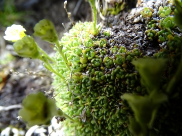 2019-07-22 Saxifraga muscoides (18)