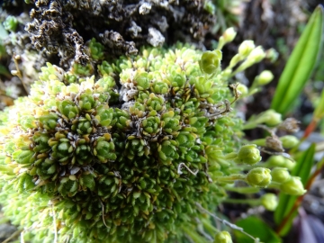 2019-07-22 Saxifraga muscoides (21)