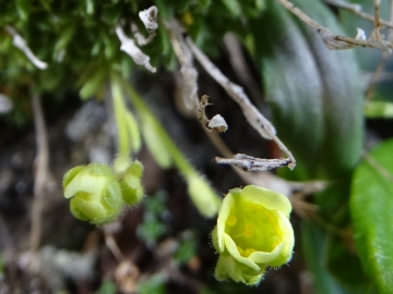 2019-07-22 Saxifraga muscoides (24)