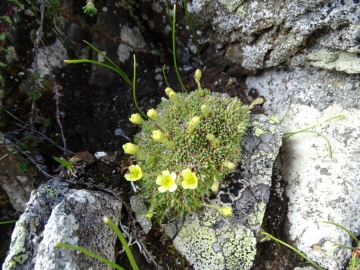 2019-07-22 Saxifraga muscoides (27)