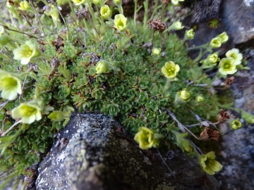 2019-07-22 Saxifraga muscoides (31)