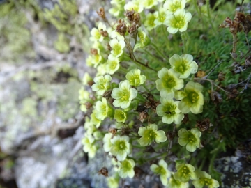 2019-07-22 Saxifraga muscoides (32)