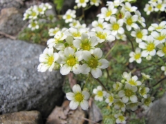 Saxifraga paniculata