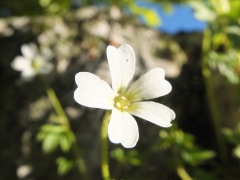 Saxifraga petraea