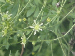 Saxifraga presolanensis