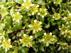 Saxifraga seguieri