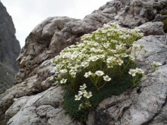 Saxifraga squarrosa