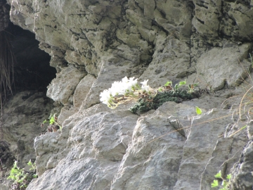 2009-05-17 cime Tombea 061