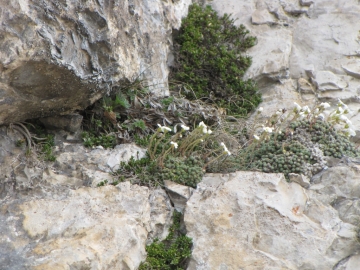 2009-05-17 cime Tombea 144