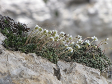 2009-05-17 cime Tombea 145