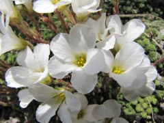 Saxifraga tombeanensis