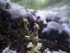 Saxifraga tridactylites