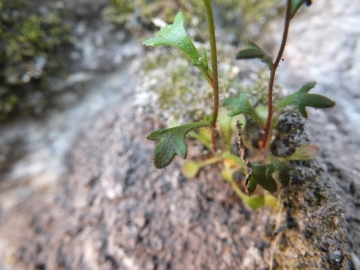 2012-03-17 Brenzone saxifraga tridactylites (6)