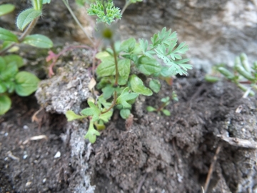 2012-03-17 Brenzone saxifraga tridactylites (7)