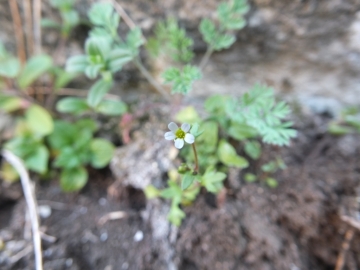 2012-03-17 Brenzone saxifraga tridactylites (8)