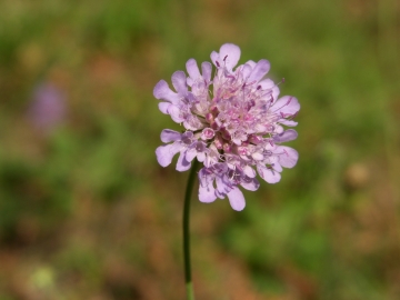 madonna_delle_fontane_scabiosa_cinerea,_22_set_2007