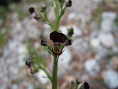 Scrophularia canina