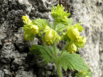2014-04-13-Vertova_Bliben-034