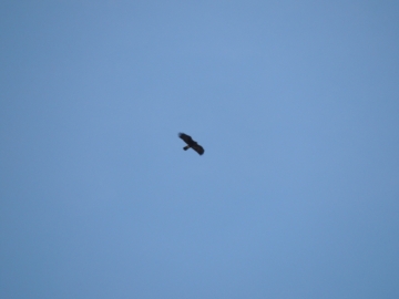 2013-01-06 aquila valle scura valzurio (5)