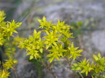 val grande 14 set 2007 sedum acre