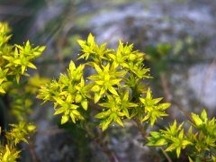 Sedum acre