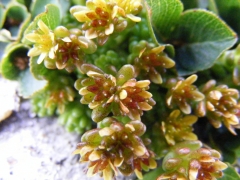 Sedum alpestre