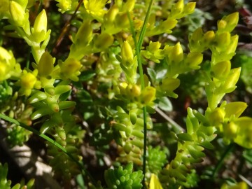 2022-07-09-passo-del-Frate-18aSedum-annuum