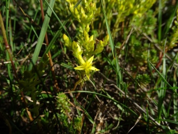 2022-07-09-passo-del-Frate-19Sedum-annuum