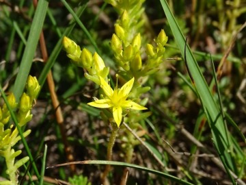 2022-07-09-passo-del-Frate-20aSedum-annuum