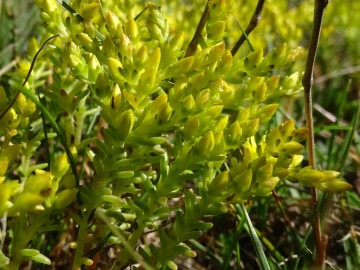 2022-07-09-passo-del-Frate-21aSedum-annuum