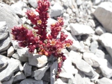 2019-07-27-Sedum-atratum-Grostè-1