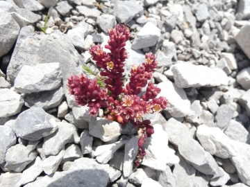 2019-07-27-Sedum-atratum-Grostè-2