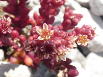 2019-07-27-Sedum-atratum-Grostè-3