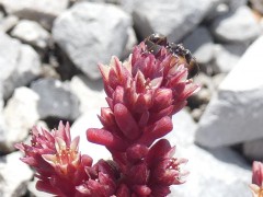 Sedum atratum