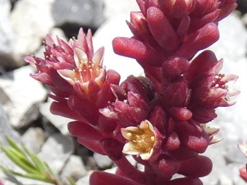 2019-07-27-Sedum-atratum-Grostè-5