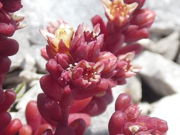 2019-07-27-Sedum-atratum-Grostè-6