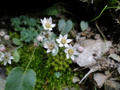 Sedum dasyphyllum