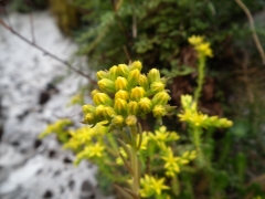 Sedum sexangulare