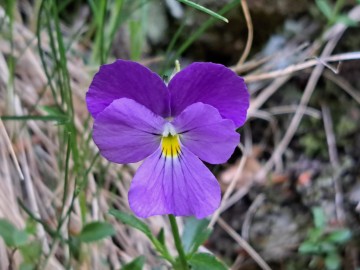 2026-05-27-Sella-Paitino-125b