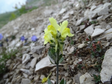 2015-07-15 fiori Arera 043