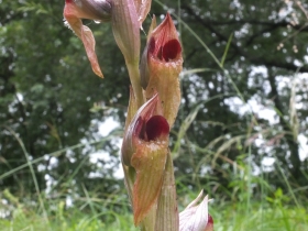 2012-06-12 Manerba Apifera 003