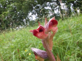 2012-06-12 Manerba Apifera 005