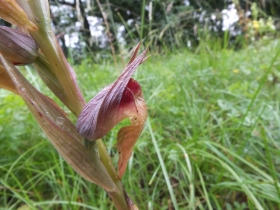 2012-06-12 Manerba Apifera 008