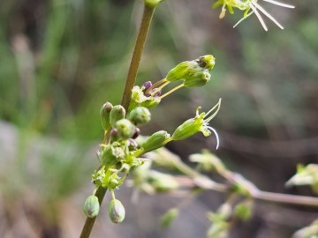 2024-05-04-Campione-Silene-otites-17a