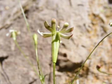 2011-05-29 zingla (16)