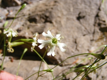 2011-05-29 zingla (18)