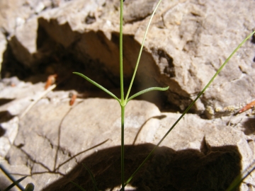 2011-05-29 zingla (19)