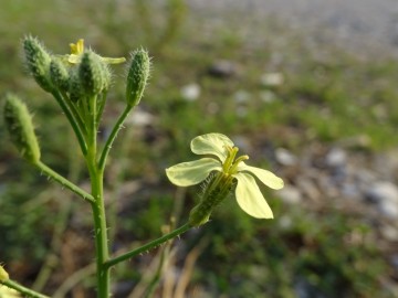 2021-09-06-fiori-Scerne-di-Pineto-75