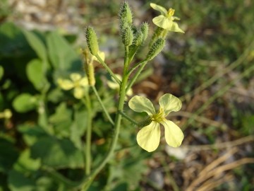 2021-09-06-fiori-Scerne-di-Pineto-76