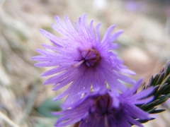 Soldanella alpina